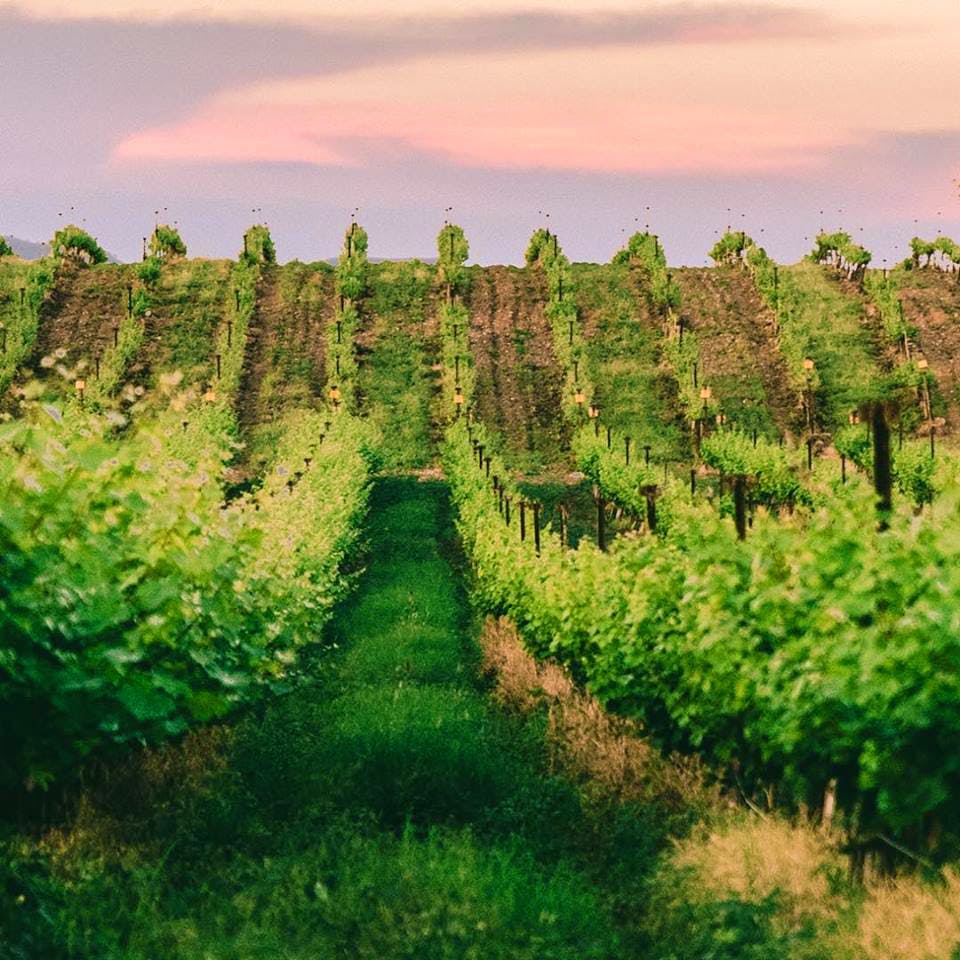 Vineyards around outlet me