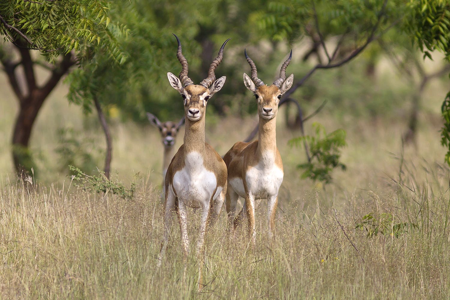 Wildlife,Vertebrate,Mammal,Impala,Terrestrial animal,Deer,Antelope,Nature reserve,Gazelle,Cow-goat family