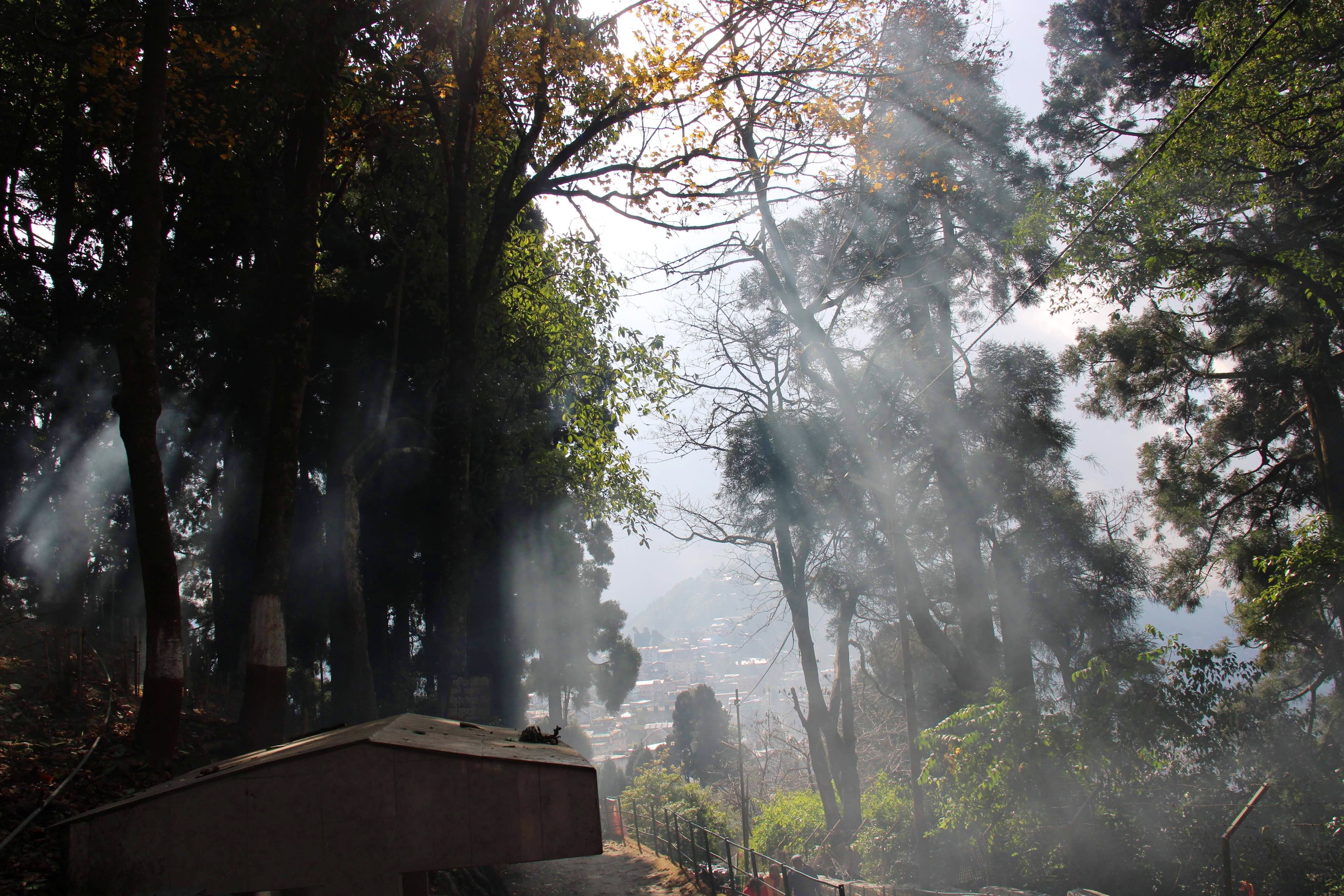 Nature,Atmospheric phenomenon,Tree,Mist,Fog,Natural environment,Forest,Natural landscape,Sunlight,Morning