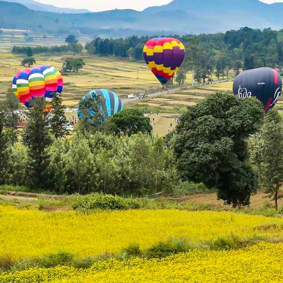 Hot air ballooning,Hot air balloon,Air sports,Balloon,Natural environment,Natural landscape,Yellow,Grassland,Vehicle,Meadow