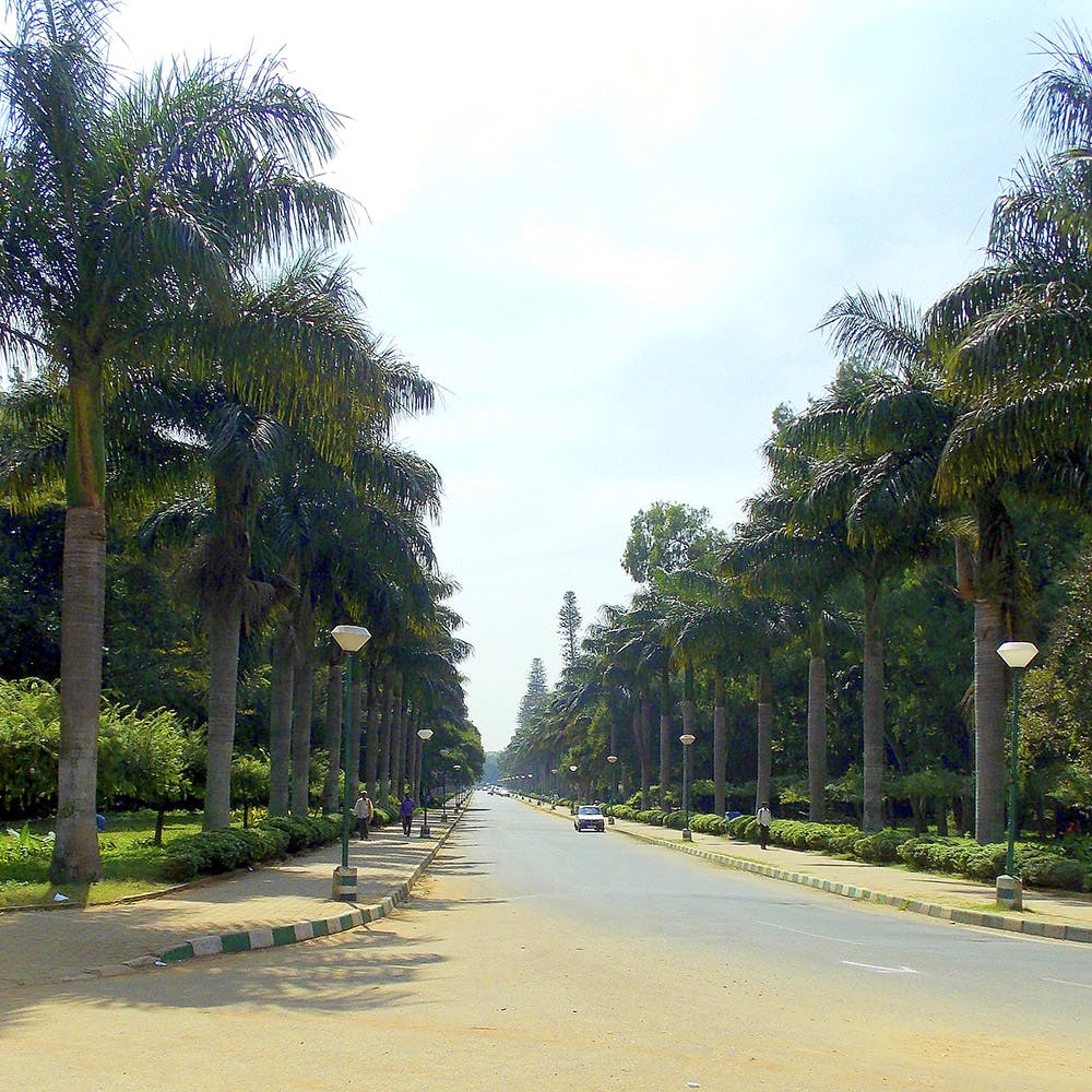 Tree,Road,Botany,Palm tree,Woody plant,Street,Infrastructure,Plant,Sky,Thoroughfare