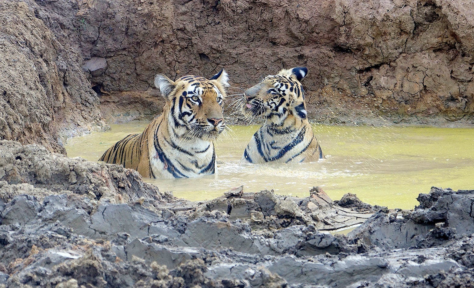 Tiger,Bengal tiger,Wildlife,Felidae,Siberian tiger,Terrestrial animal,Big cats,Water,Carnivore,Zoo