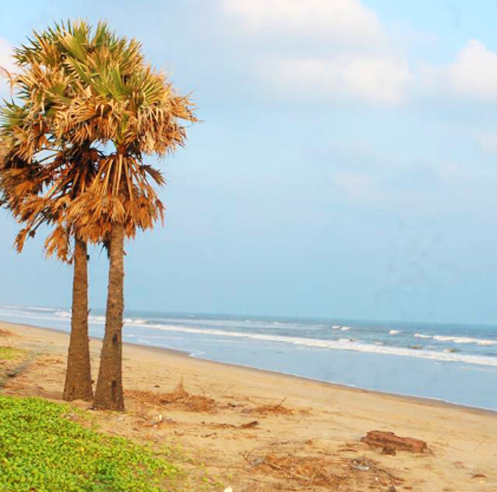 Tree,Palm tree,Borassus flabellifer,Arecales,Sky,Woody plant,Beach,Plant,Tropics,Sea