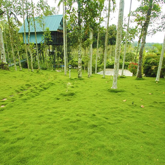 Green,Grass,Lawn,Vegetation,Tree,Natural environment,Nature reserve,Grass family,Biome,Plant