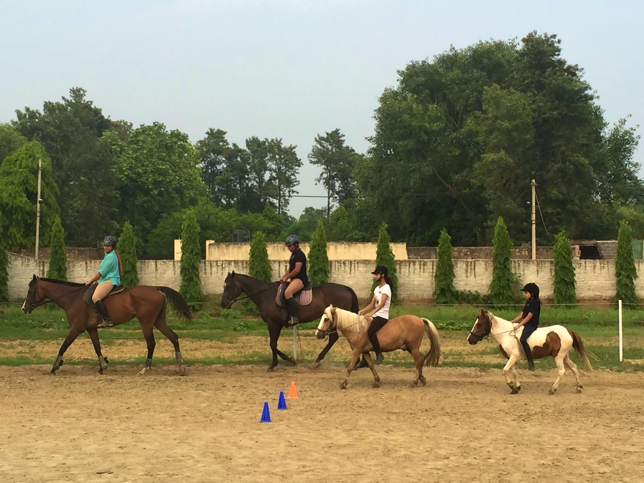 Horse,Animal sports,Halter,Bridle,Rein,Equestrianism,Mare,Equestrian sport,Equitation,Recreation