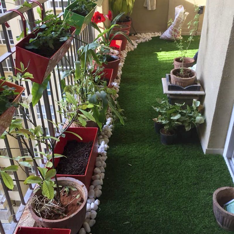 Houseplant,Plant,Backyard,Flowerpot,Grass,Garden,Flower,Yard,Herb