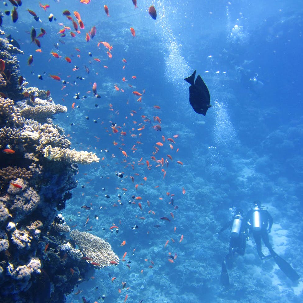 Water,Blue,Underwater,Natural environment,Marine biology,Coral reef,Coral reef fish,Organism,Ocean,Reef