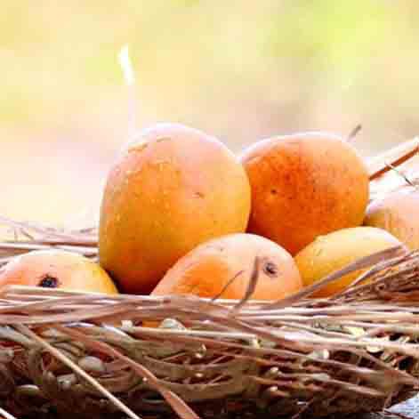 Egg,Bird nest,Nest,Egg,Food,Still life photography,Plant,Fruit,Basket