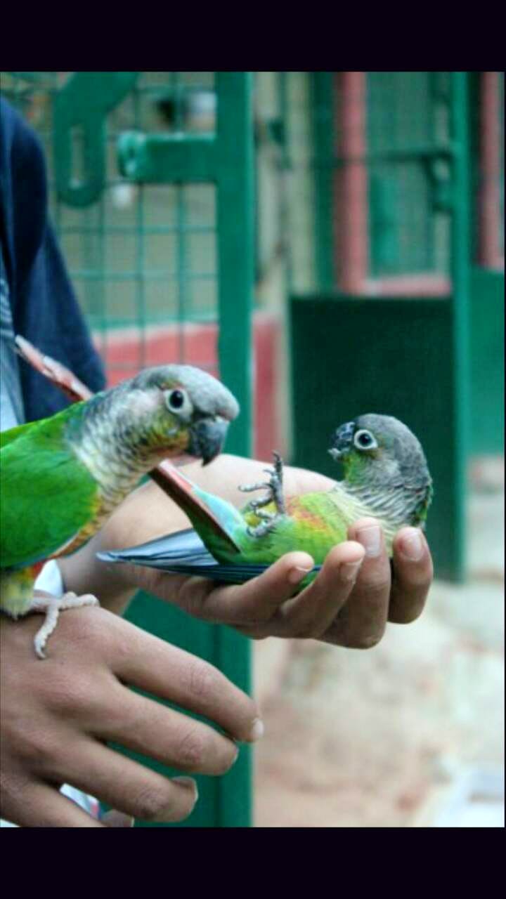 Vertebrate,Bird,Lovebird,Beak,Adaptation,Parrot,Hand,Wildlife,Parakeet