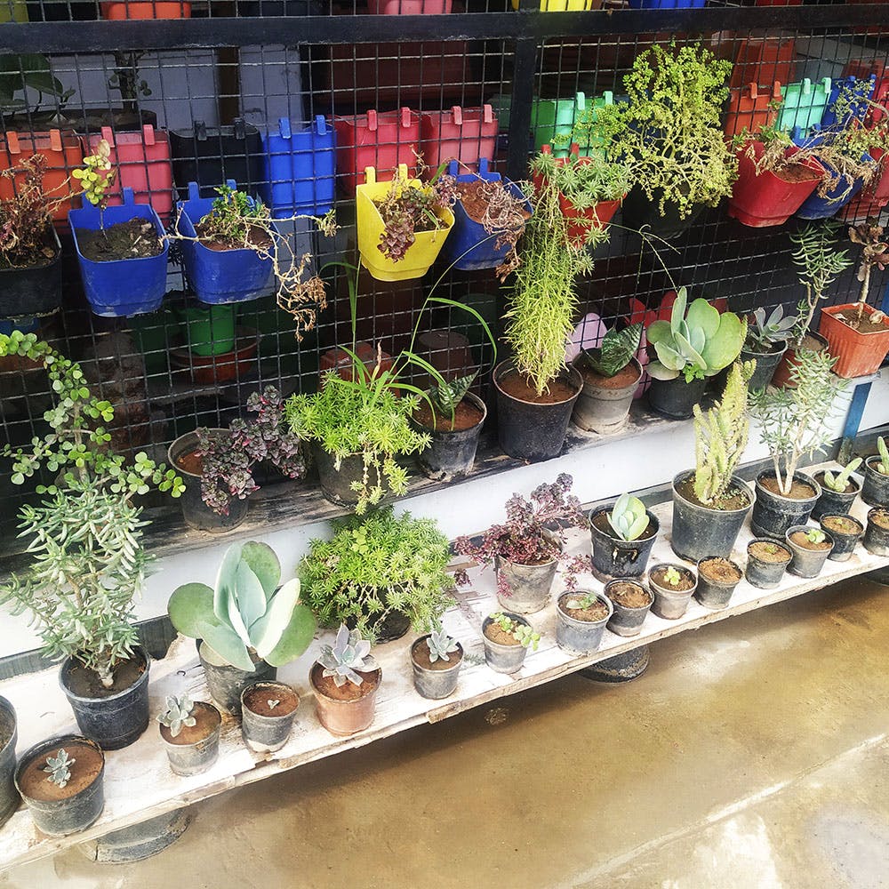 Flowerpot,Houseplant,Plant,Flower,Cactus,Succulent plant,Herb,Glass,Floristry,Perennial plant