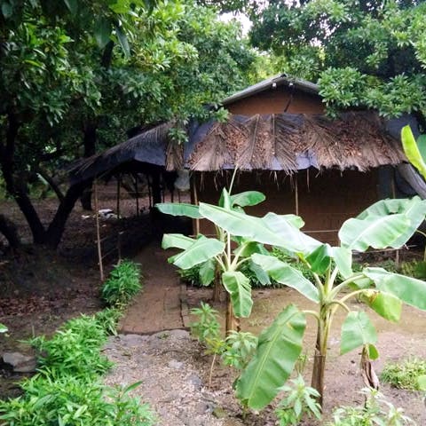Jungle,Hut,Roof,Botany,Thatching,Leaf,Rainforest,Plant,Tree,House