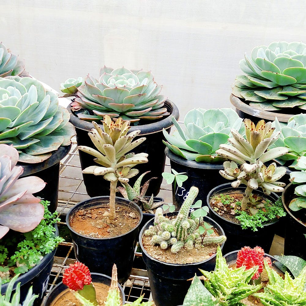 Flower,Flowerpot,Cactus,Plant,Houseplant,Botany,Leaf,Thorns, spines, and prickles,Terrestrial plant,Echeveria