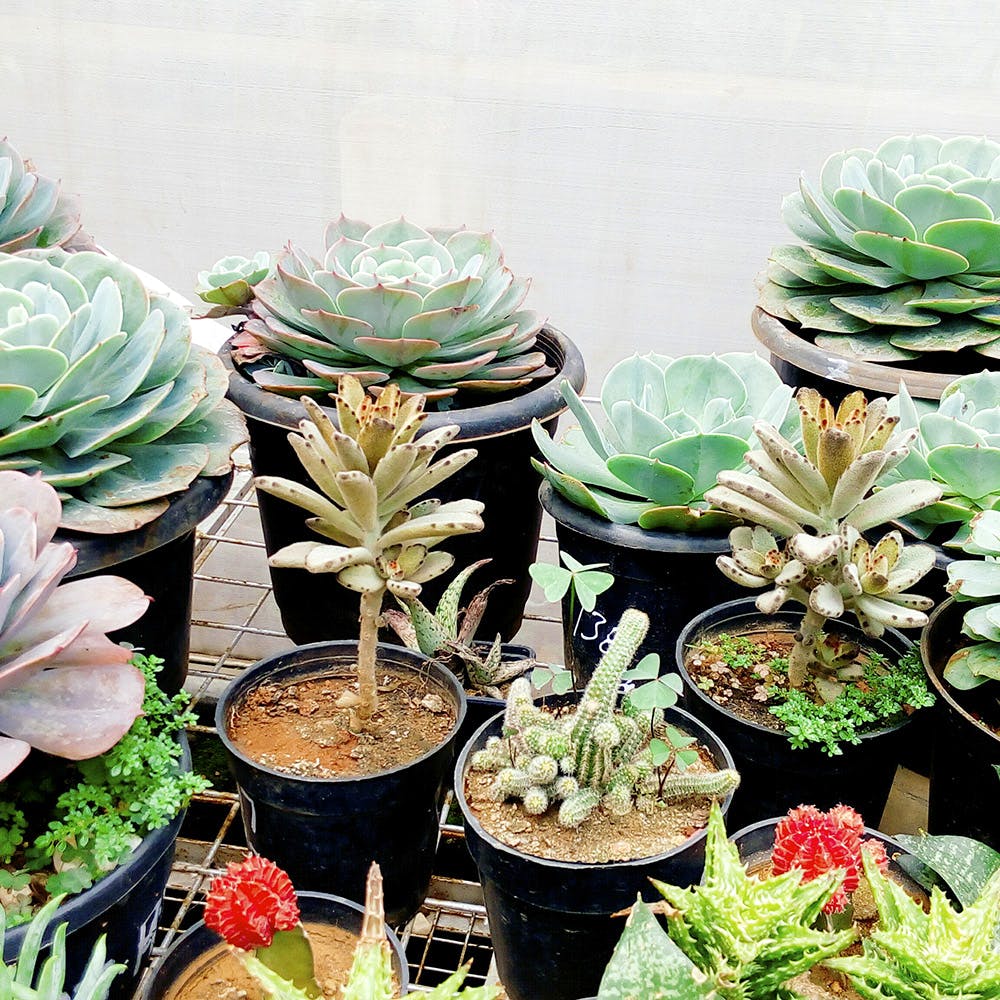 Wholesale house plants near me information