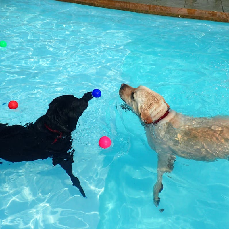 are dogs allowed near pools