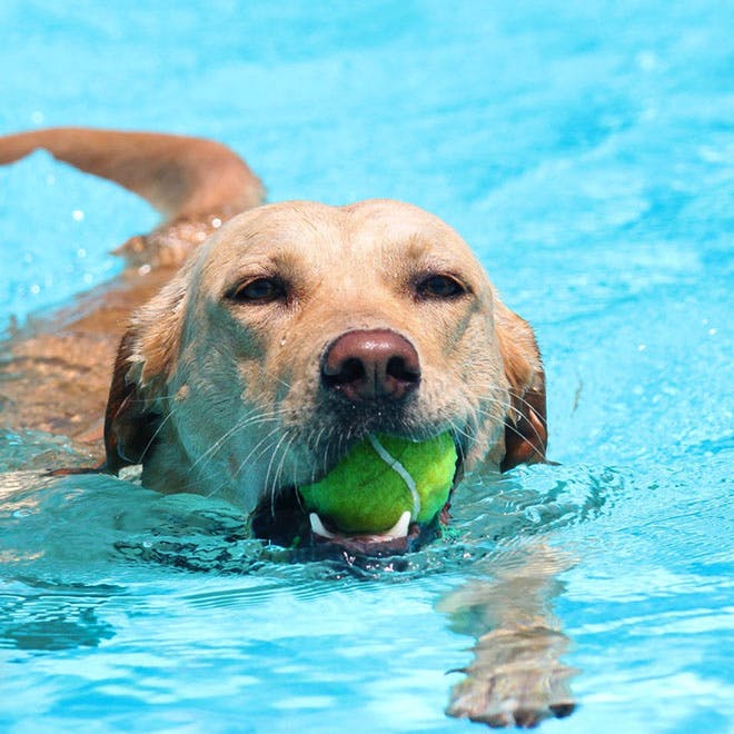 Dog,Canidae,Ball,Dog breed,Tennis ball,Fun,Retriever,Swimming,Carnivore,Labrador retriever