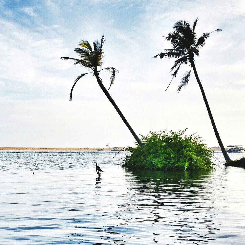 Nature,Tree,Sky,Plant,Palm tree,Reflection,Arecales,Botany,Water,Tropics