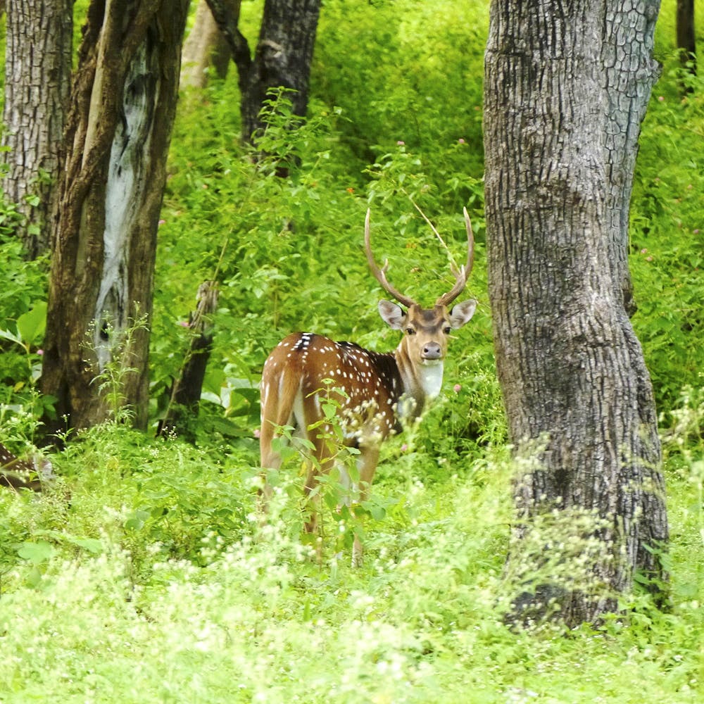 Wildlife,Mammal,Deer,Woodland,Nature reserve,Tree,Vegetation,Terrestrial animal,White-tailed deer,Biome