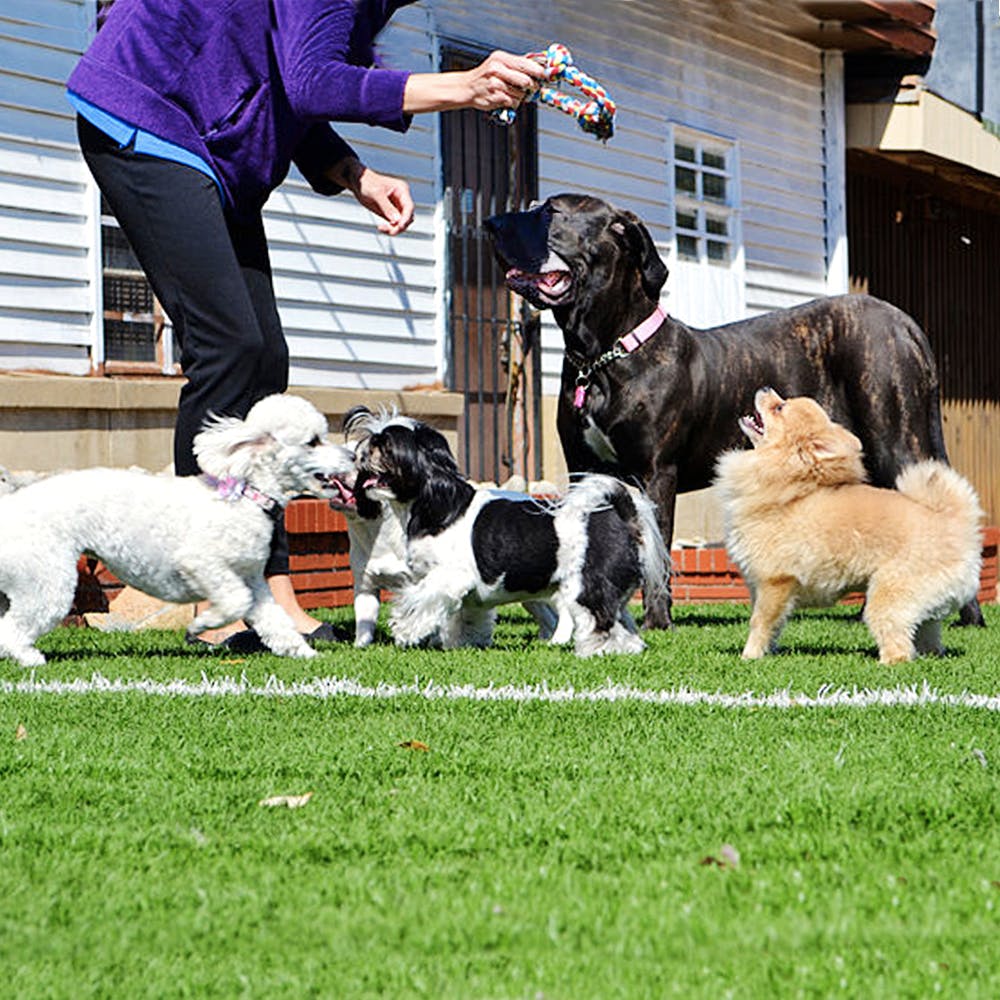 Dog,Mammal,Vertebrate,Canidae,Dog breed,Carnivore,Conformation show,Kennel club,Obedience training,Sporting Group