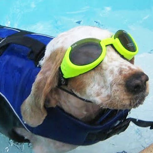 Eyewear,Sunglasses,Canidae,Personal protective equipment,Dog,Dog breed,Glasses,Snout,Diving mask,Goggles