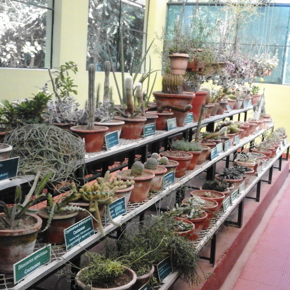 Houseplant,Plant,Botany,Tree,Bonsai,Flower,Greenhouse,Herb,Flowerpot
