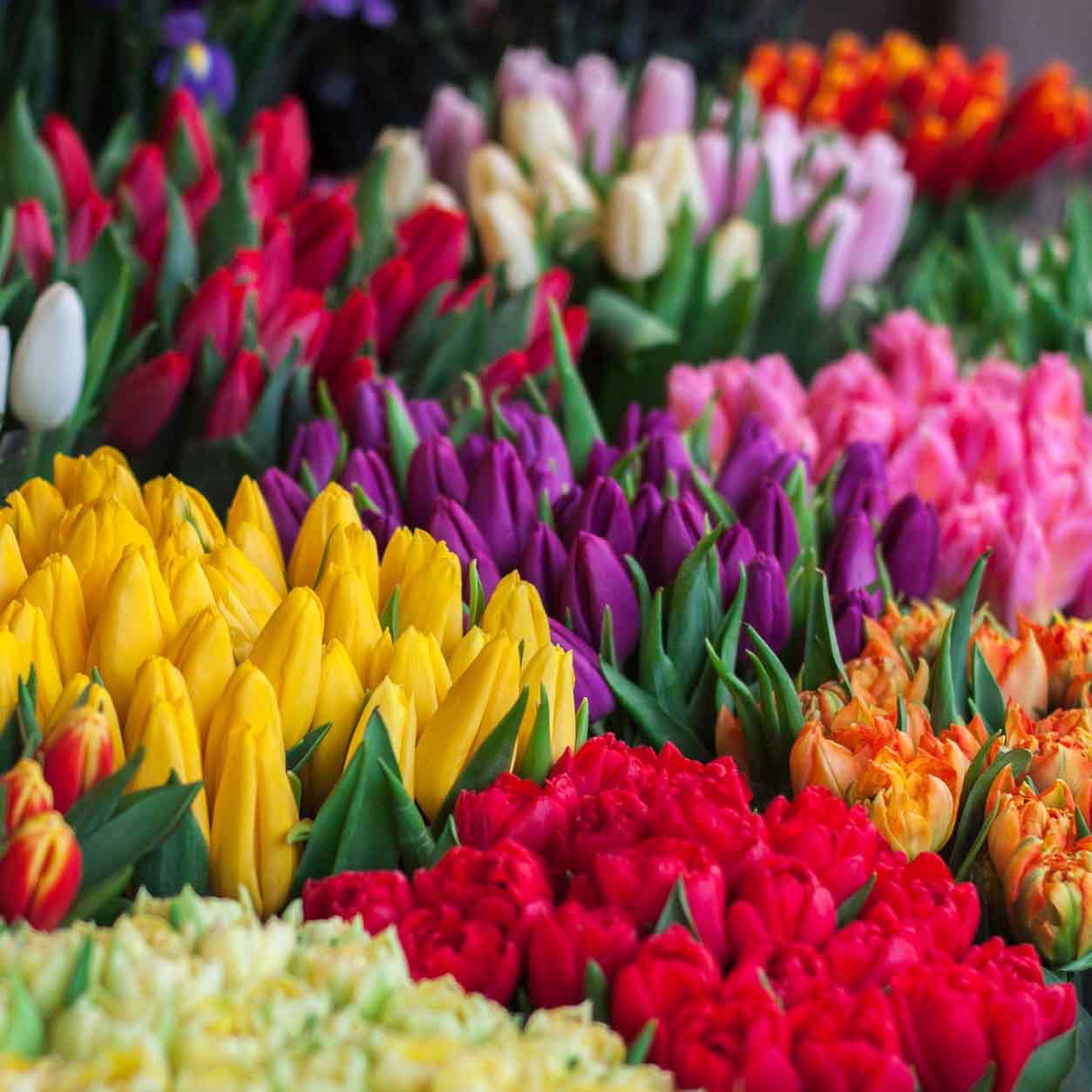 Flower,Petal,Tulip,Plant,Flowering plant,Floristry,Spring,Yellow,Cut flowers,Botany