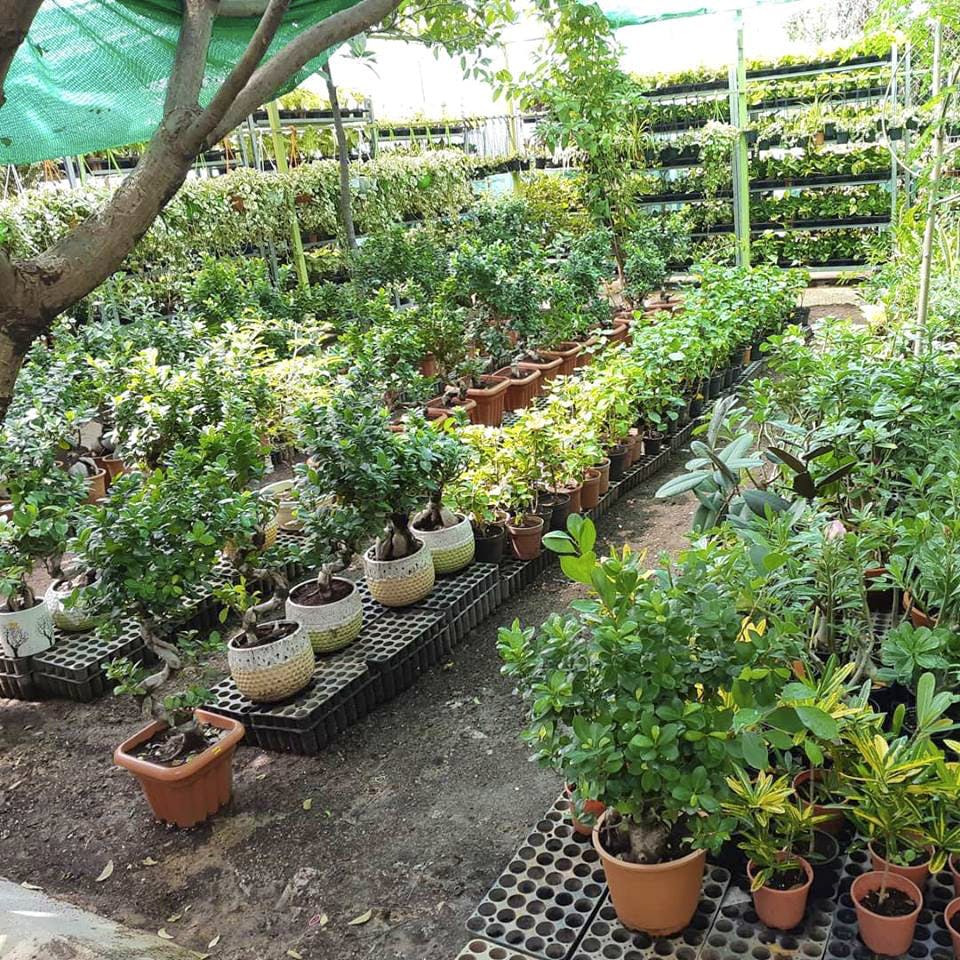 Plant,Garden,Botany,Tree,Flower,Houseplant,Herb,Soil,Greenhouse,Landscape