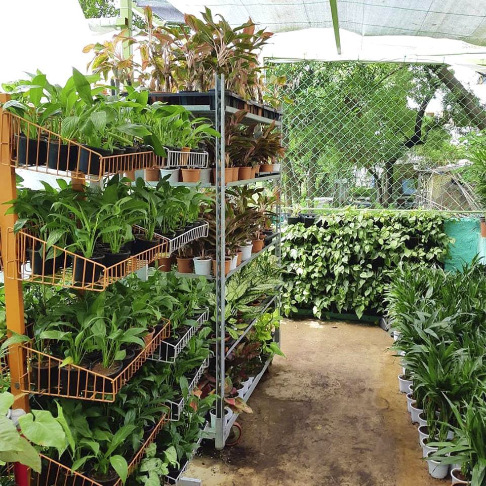 Plant,Botany,Greenhouse,Garden,Tree,Flower,Plantation,Botanical garden,Houseplant,Shrub