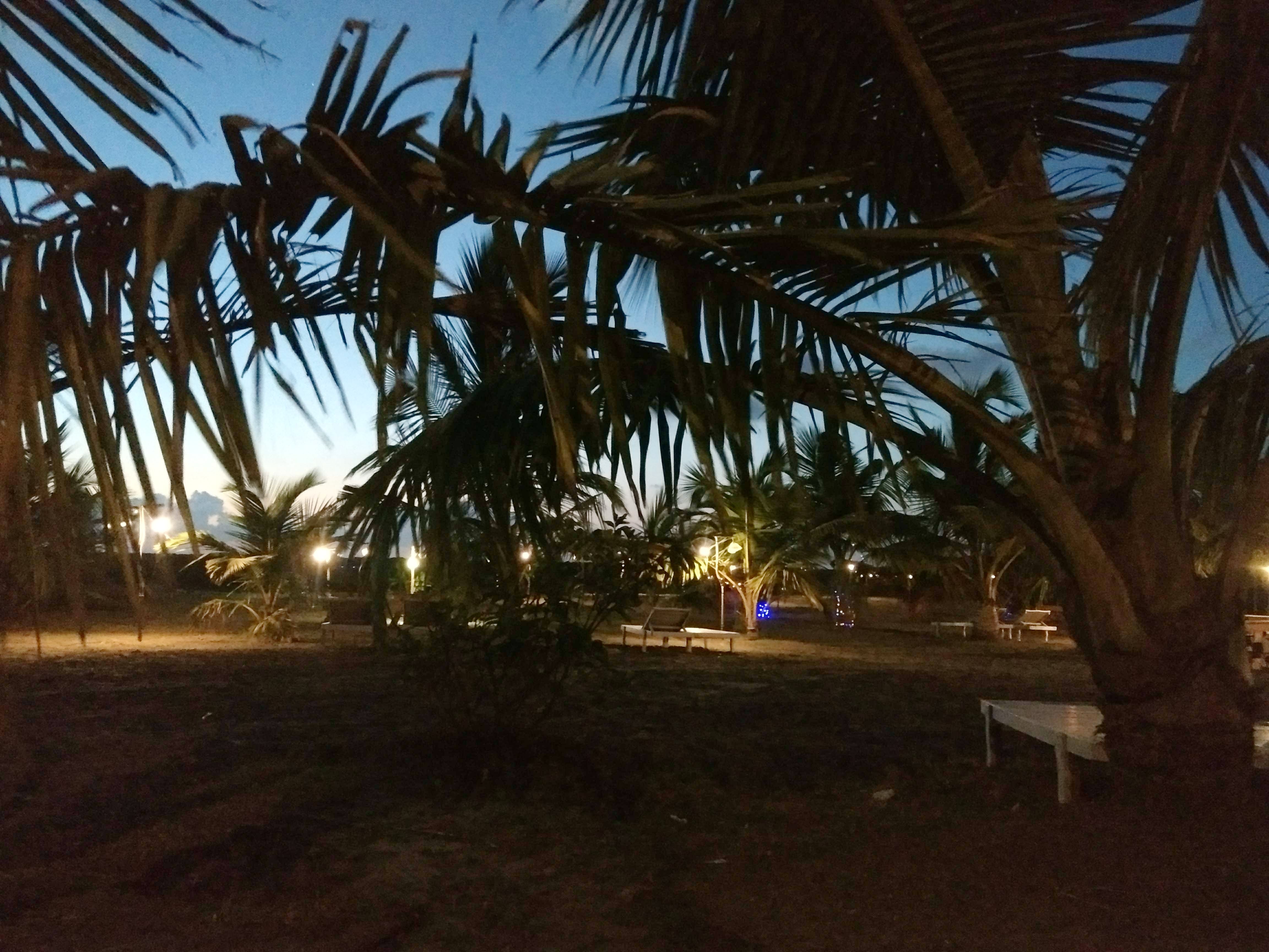 Tree,Palm tree,Sky,Arecales,Night,Woody plant,Tropics,Plant,Attalea speciosa,Elaeis