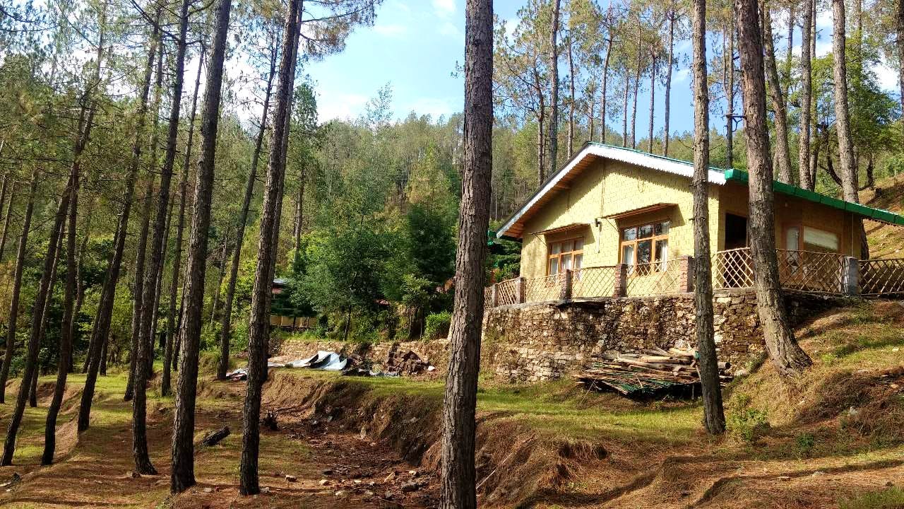 Tree,Property,House,Forest,Woodland,Cottage,Shack,Log cabin,Building,Rural area