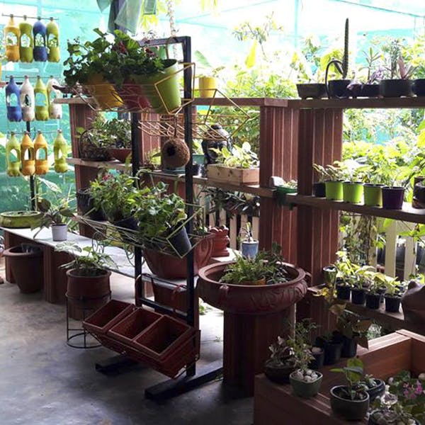 Houseplant,Flowerpot,Plant,Flower,Botany,Floristry,Building,Room,Interior design,Balcony