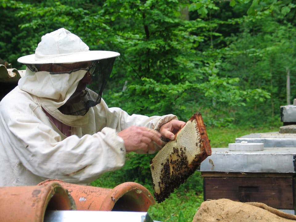 Learn About Beekeeping — Attend the 2023 Bee School