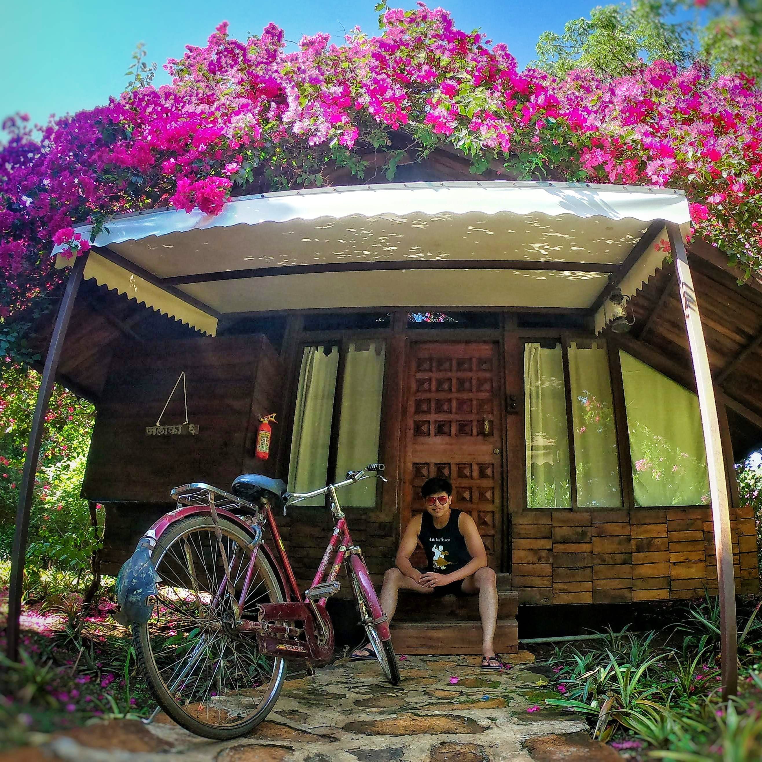 Bicycle wheel,Vehicle,Pink,Transport,Bicycle,Plant,Flower,Tree,House,Building