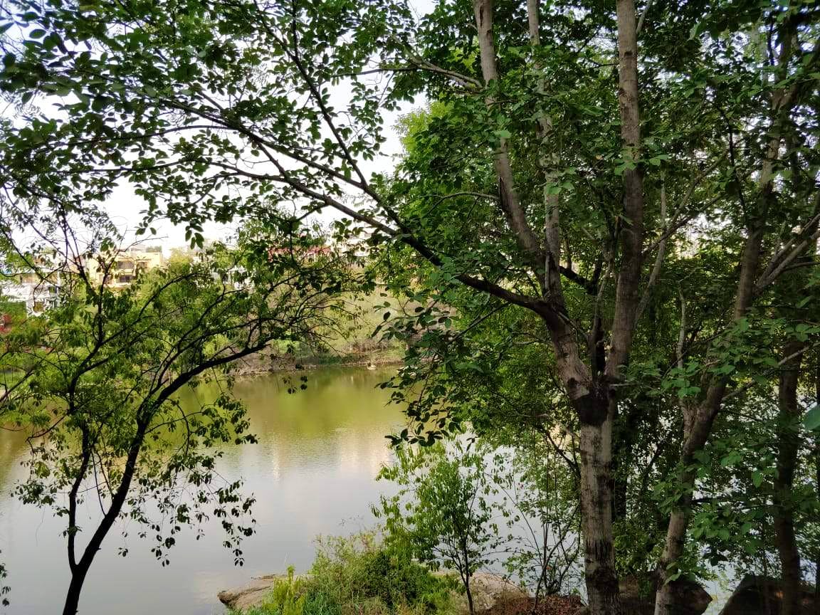 Tree,Nature,Natural landscape,Vegetation,Nature reserve,Natural environment,Water,Green,Reflection,Woody plant