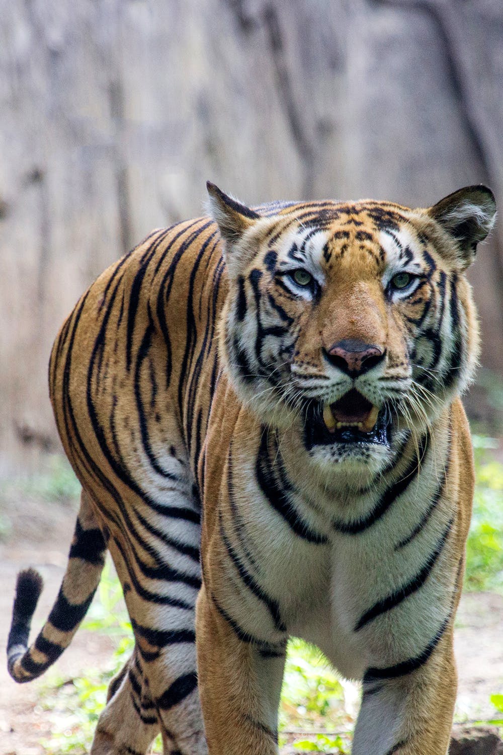 Tiger,Terrestrial animal,Wildlife,Mammal,Vertebrate,Bengal tiger,Siberian tiger,Felidae,Whiskers,Snout