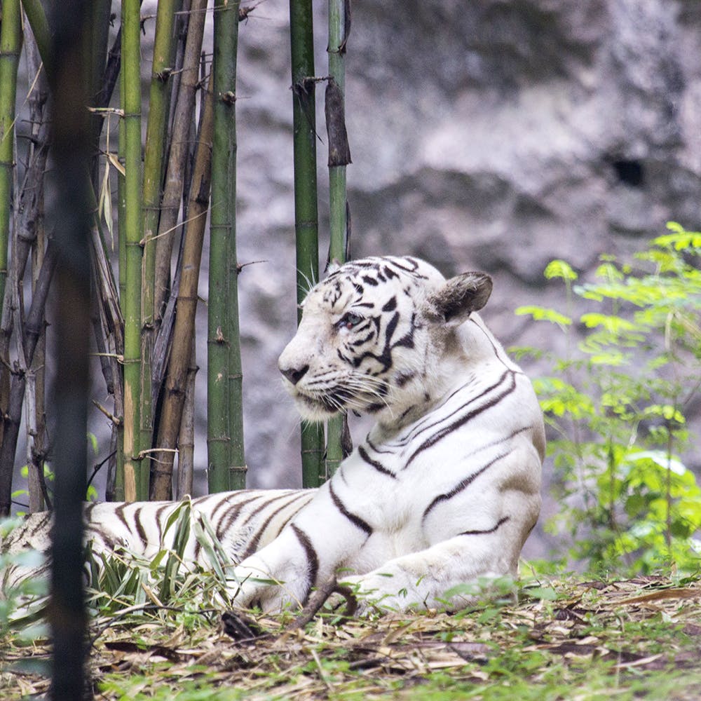 Rajiv Gandhi Zoological Park Best Zoo In Pune | LBB Pune