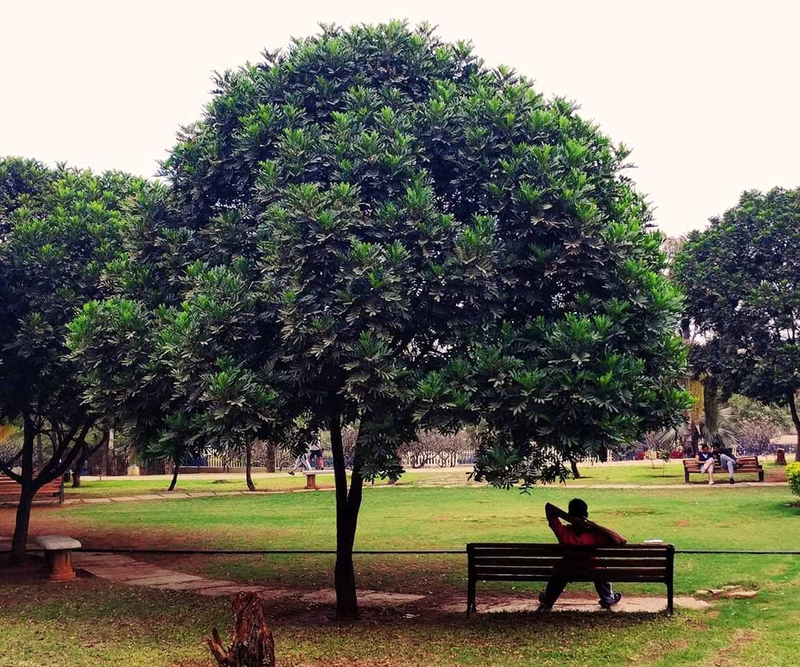 Tree,Woody plant,Plant,Grass,Sky,Park,Bench,Leaf,Furniture,Tints and shades