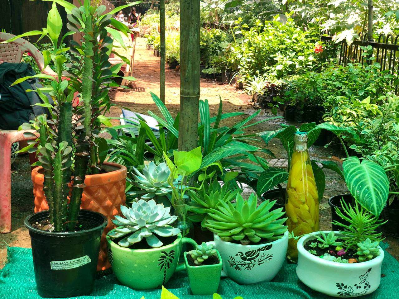 Plant,Flowerpot,Houseplant,Flower,Terrestrial plant,Botany,Garden,Vascular plant,Herb,Plant community