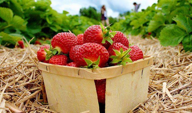 Natural foods,Strawberry,Strawberries,Berry,Fruit,Local food,Food,Superfood,Plant,Frutti di bosco