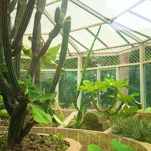Greenhouse,Vegetation,Botanical garden,Cactus,Botany,Plant,Biome,Quilt,Zoo,Garden