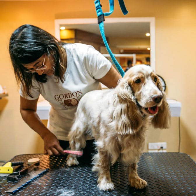 Dog,Dog breed,Mammal,Canidae,English cocker spaniel,Carnivore,Sporting Group,Cocker spaniel,Companion dog,Russian spaniel