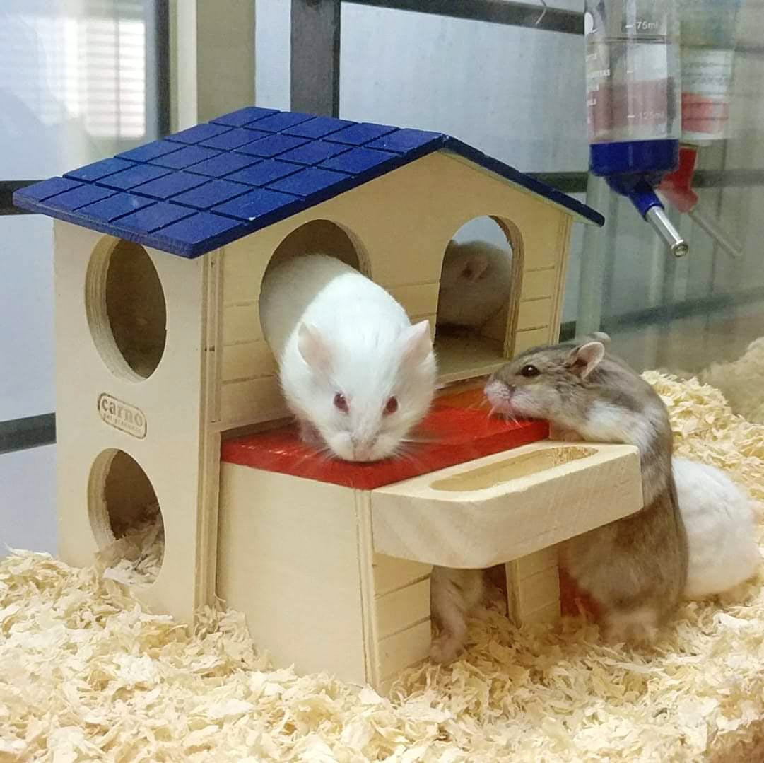 Online hamster sale store