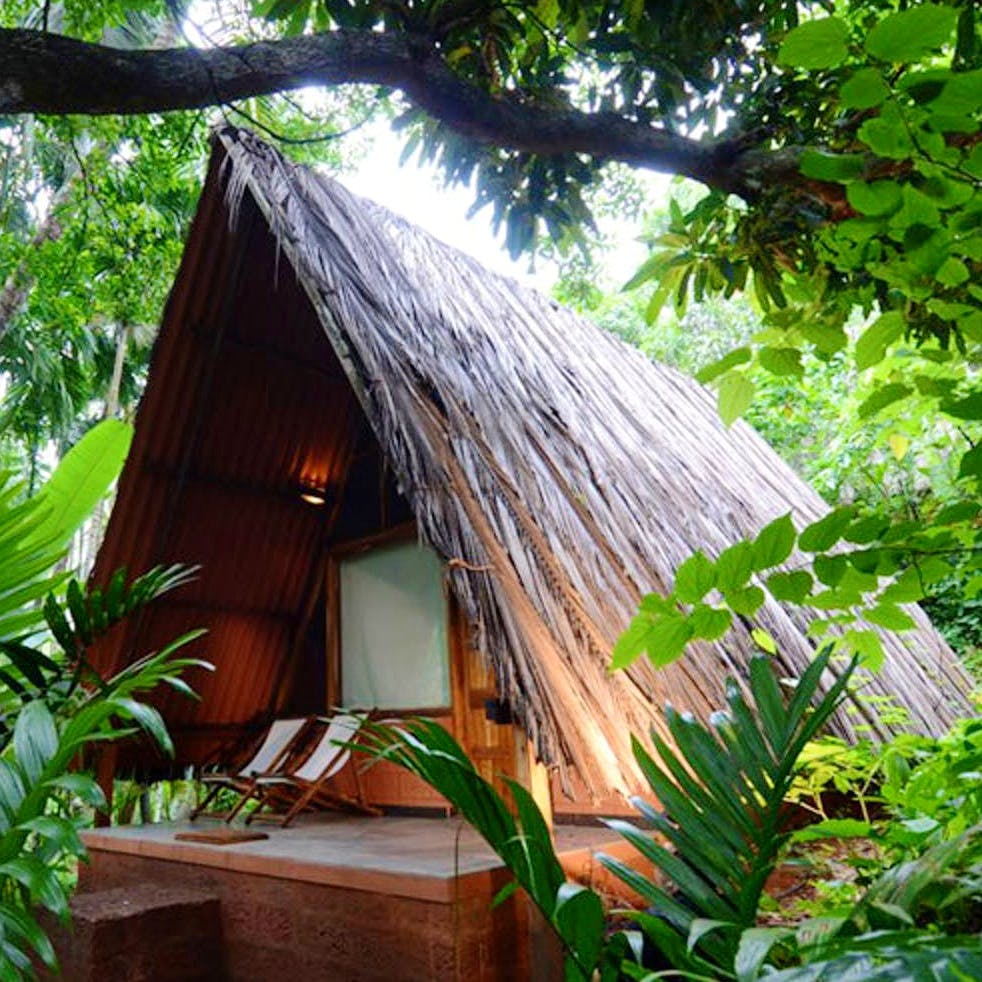 Jungle,Hut,House,Botany,Tree,Rainforest,Roof,Building,Cottage,Plant