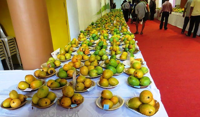 Fruit,Natural foods,Food,Plant,Local food,Mango,Produce,Ataulfo