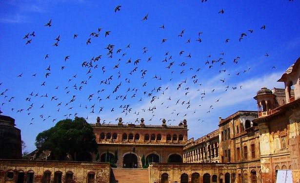 Flock,Sky,Animal migration,Bird,Bird migration,Pigeons and doves,Building,City,Architecture,Cloud