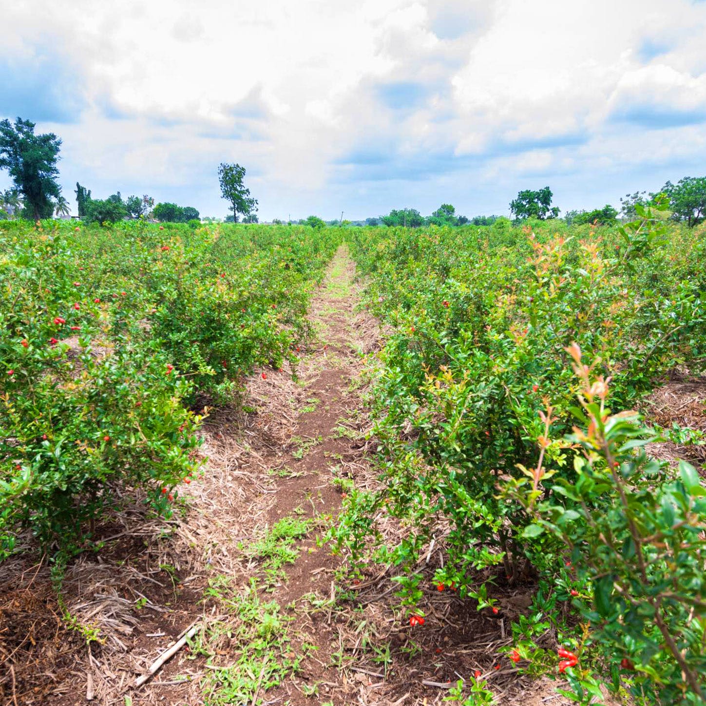 Vegetation,Green,Plant,Leaf,Tree,Plantation,Soil,Grass,Field,Crop