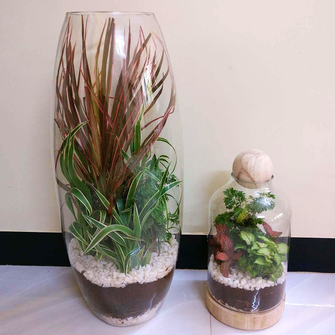 Get Terrariums From The Green Bowl LBB, Mumbai