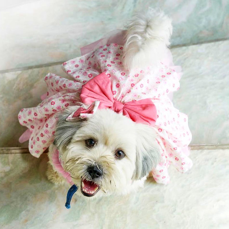 lhasa apso dress