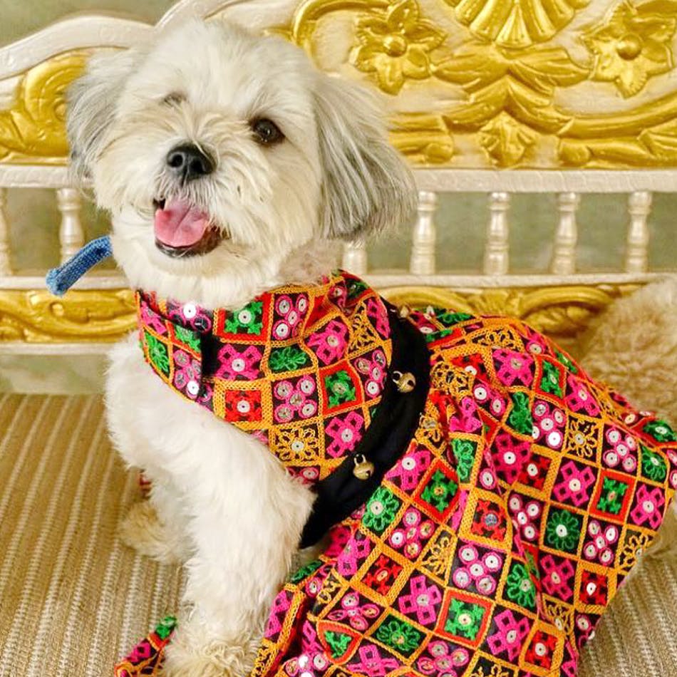 Dog,Dog clothes,Canidae,Dog breed,Dog collar,Puppy,Maltese,Companion dog,Lhasa apso,Carnivore