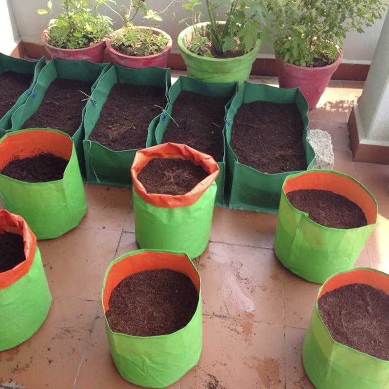 Flowerpot,Green,Houseplant,Plant,Soil,Herb