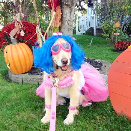 pink pumpkin costume